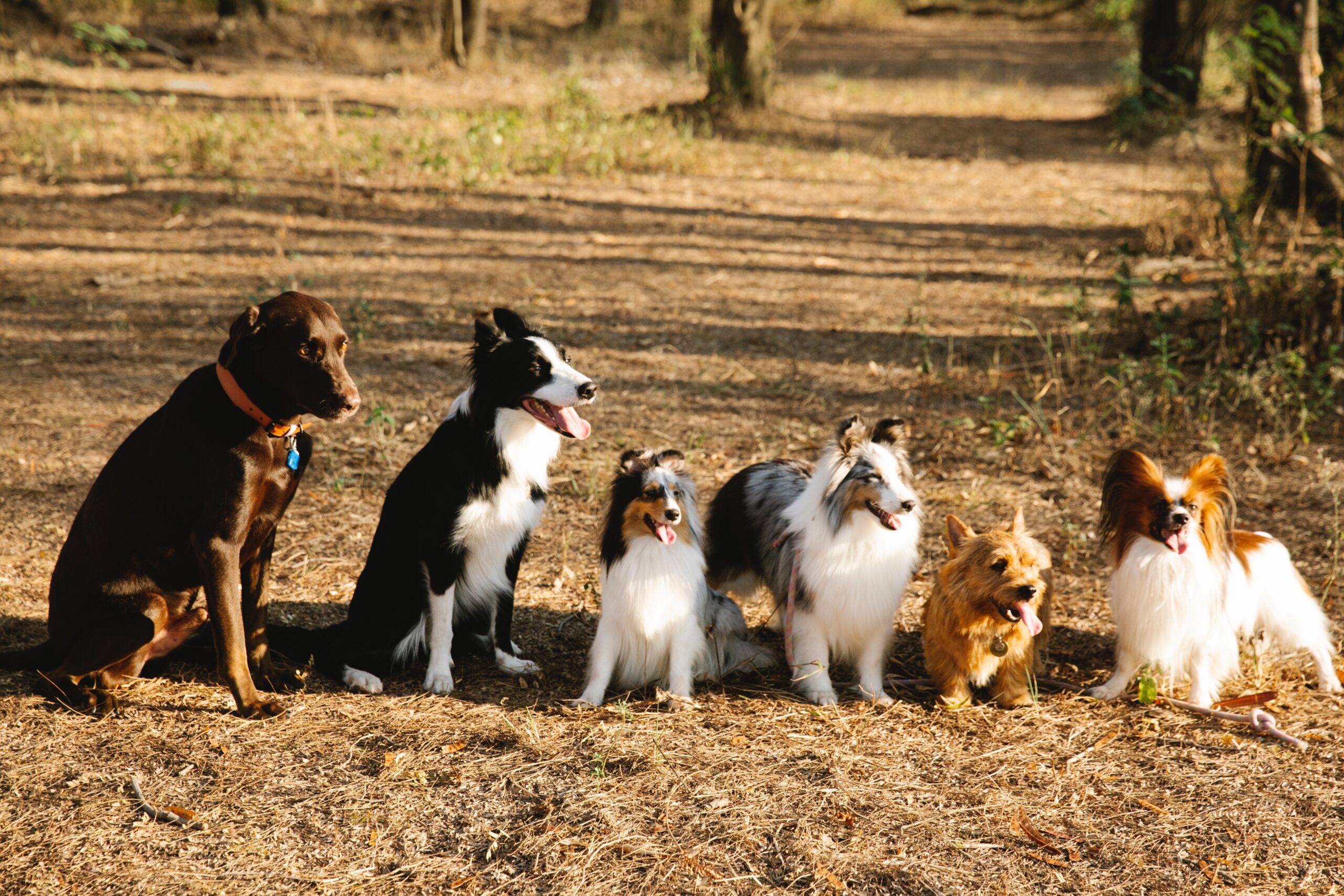 Let's walk our tiny dogs together!